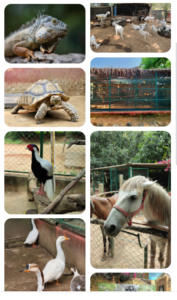 Prani The pet sanctuary, half day drive in bangalore